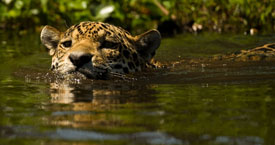 jaguar swimming